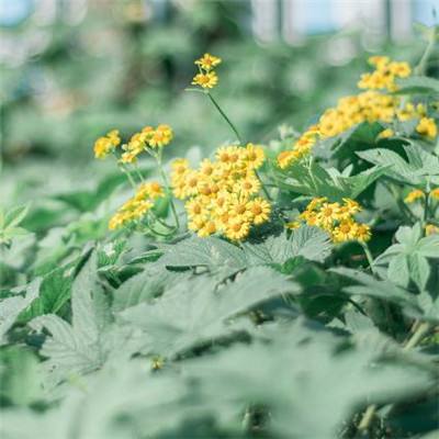 盈彩网下载手机版